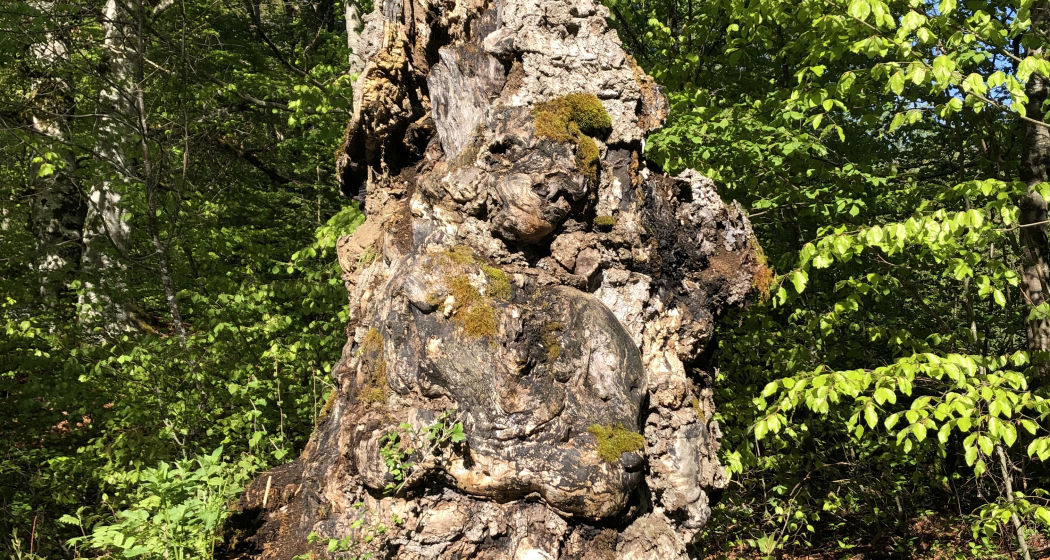 Geologische und geschichtliche Wanderung im Uraltbuchenwald (gdl_595213105_image) Geologische und geschichtliche Wanderung im Uraltbuchenwald (gdl_595213105_image)