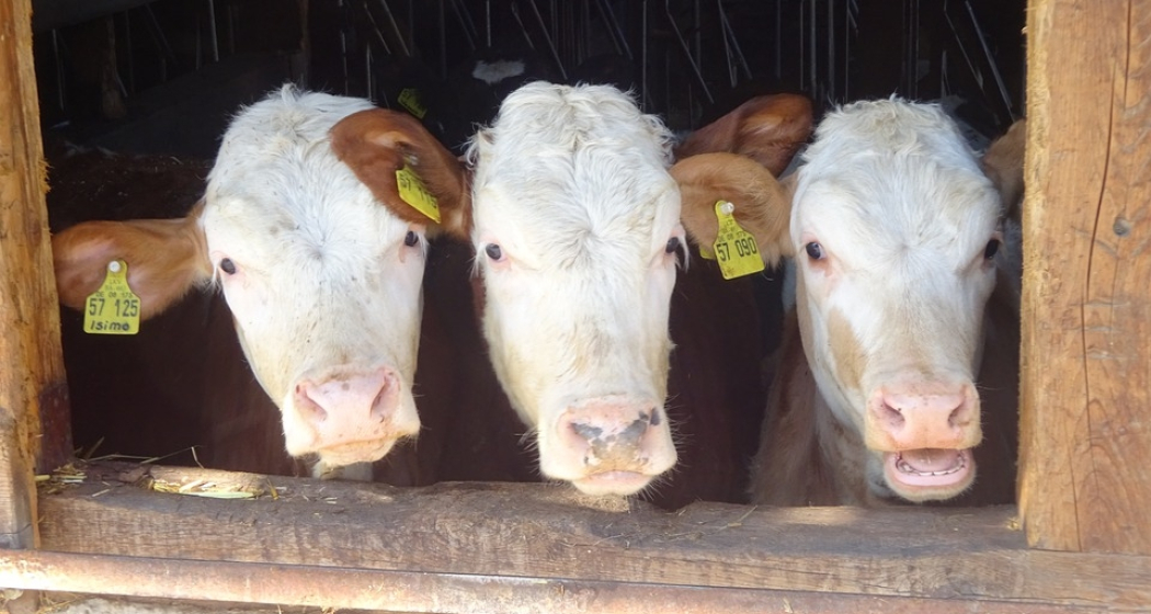 Stallbesuch auf dem Tossa Hof in Avers-Pürd (gdl_668535832_image)