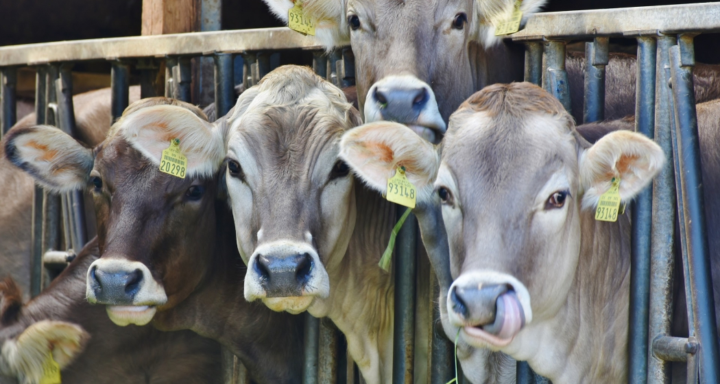 Stallbesuch auf dem Hof Egger (gdl_729210699_image)