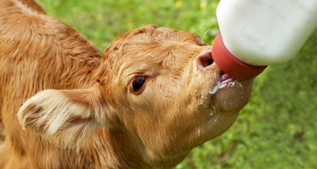 Stallbesuch auf dem Hof Bruneir am Heinzenberg (gdl_729214938_image)