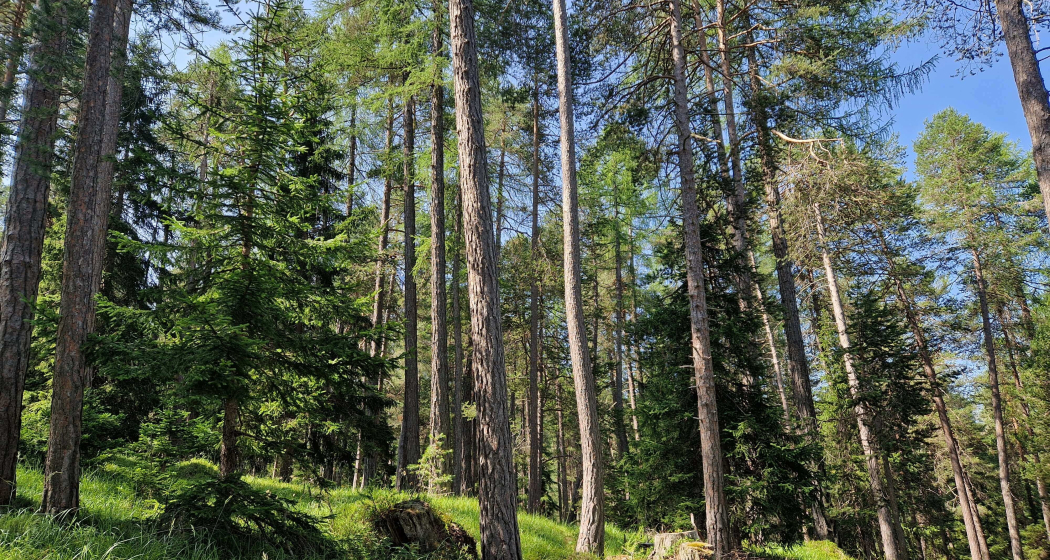 Shinrin Yoku / Waldbaden im Lärchenwald bei Scuol im Engadin (gdl_828776887_image)