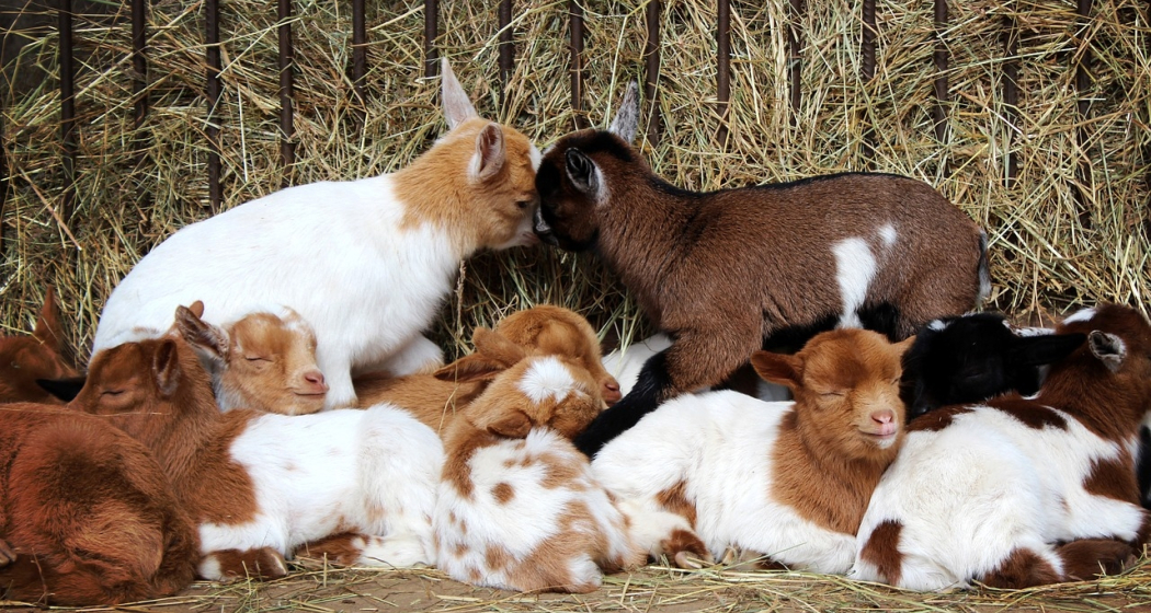 Stallbesuch auf dem Staudenhof am Heinzenberg - Präz (gdl_832217322_image)