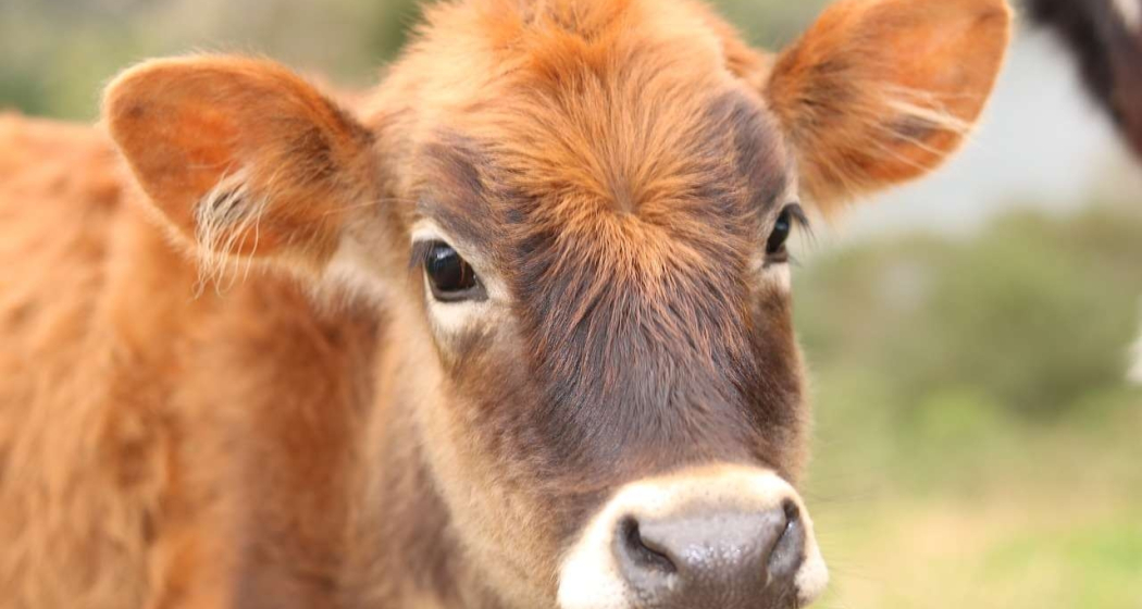Stallbesuch auf dem Hof Capadrutt am Heinzenberg - Präz (gdl_835066171_image)