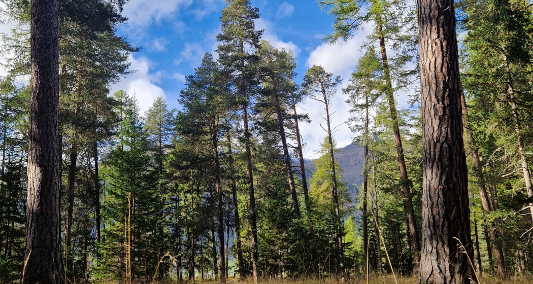 Shinrin Yoku / Waldbaden im Lärchenwald bei Scuol im Engadin (gdl_835069849_image)