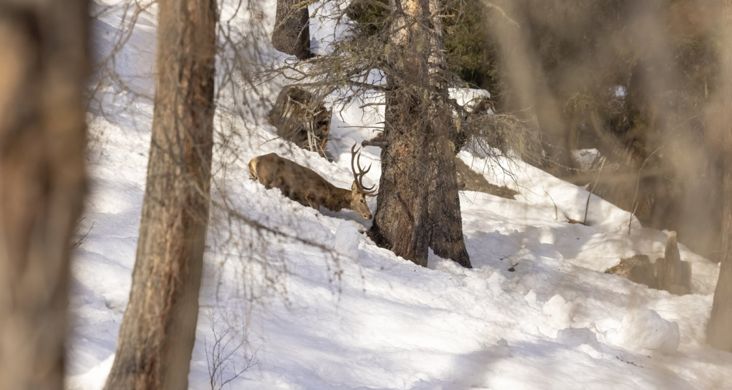 Wildtiere im Winter (gdl_839523414_image) Wildtiere im Winter (gdl_839523414_image)