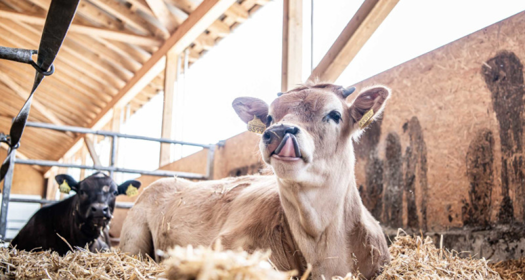 Stallvisite in Danis (gdl_839951674_image)