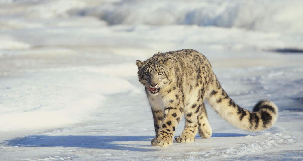 ArosaAkademie «Kinoabend» (gdl_867588518_image)