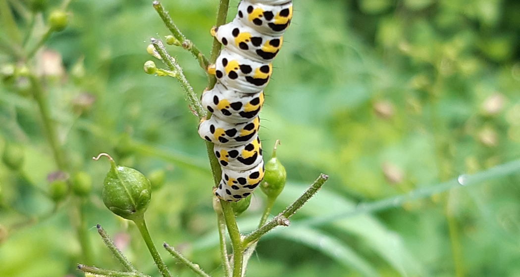 Natur z’Khur –Diin Isatz für d’Natur vor dinra Hustür! Bisch dabi? (gdl_872316799_image) Natur z’Khur –Diin Isatz für d’Natur vor dinra Hustür! Bisch dabi? (gdl_872316799_image)
