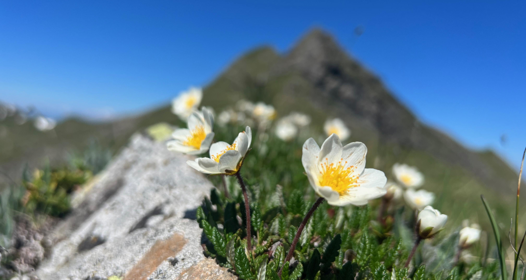 Bergfrühling im Fondei (gdl_874811390_image) Bergfrühling im Fondei (gdl_874811390_image)