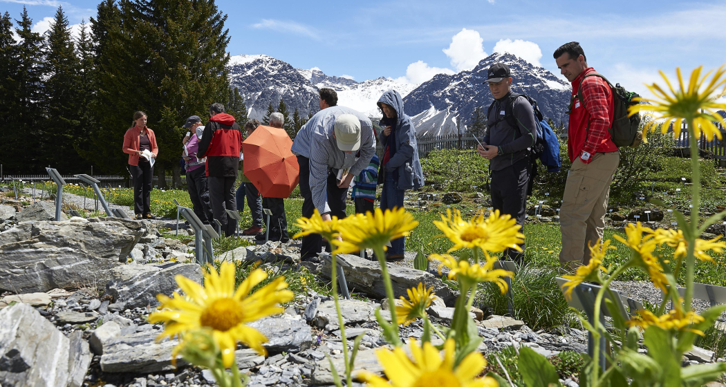 ArosaAkademie «Kartoffelnsorten» Alpengarten (gdl_876539373_image) ArosaAkademie «Kartoffelnsorten» Alpengarten (gdl_876539373_image)
