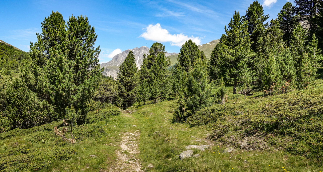 God da Tamangur - ein Wald und seine Geschichte(n) (gdl_878882077_image) God da Tamangur - ein Wald und seine Geschichte(n) (gdl_878882077_image)