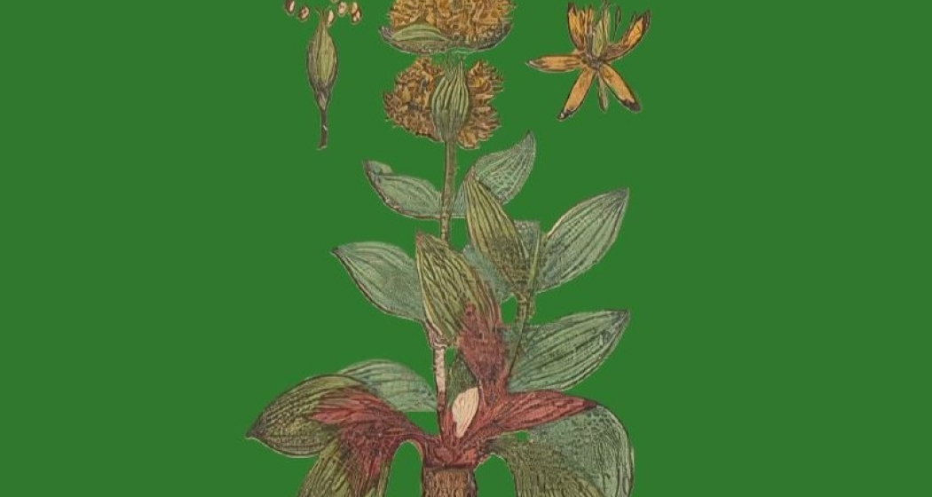 «Phytologia. Das Kräuterlexikon des Engadiner Arztes Padruot Ludwig (um 1770)» (gdl_887060235_image) «Phytologia. Das Kräuterlexikon des Engadiner Arztes Padruot Ludwig (um 1770)» (gdl_887060235_image)