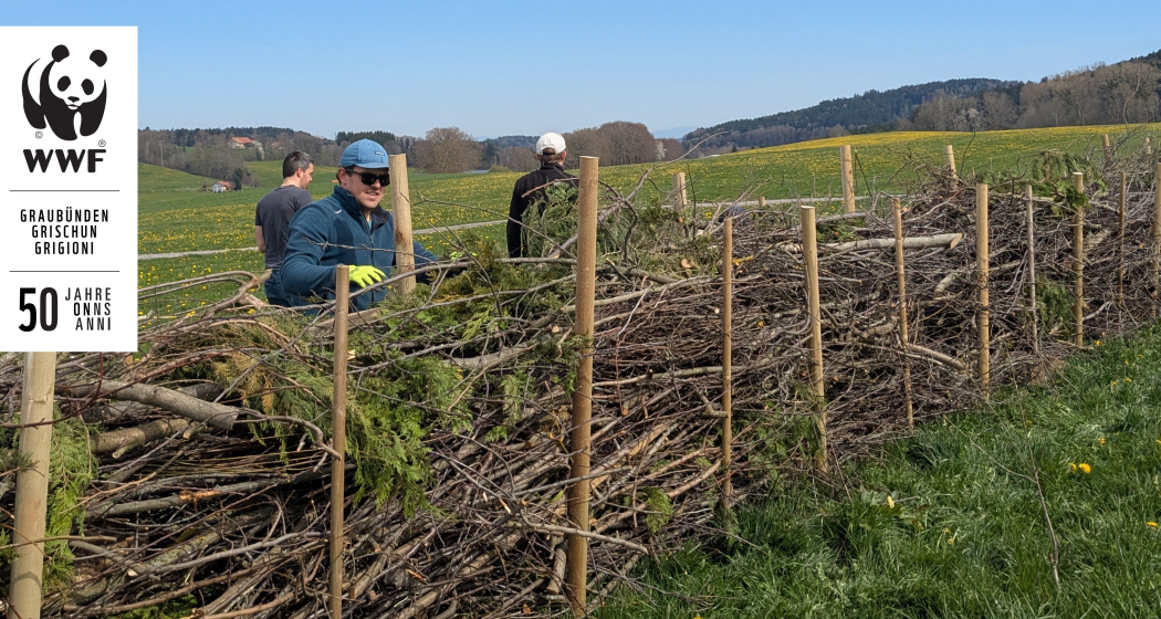Bauen mit dem WWF eine Totholzhecke in Sagogn (gdl_887118592_image)