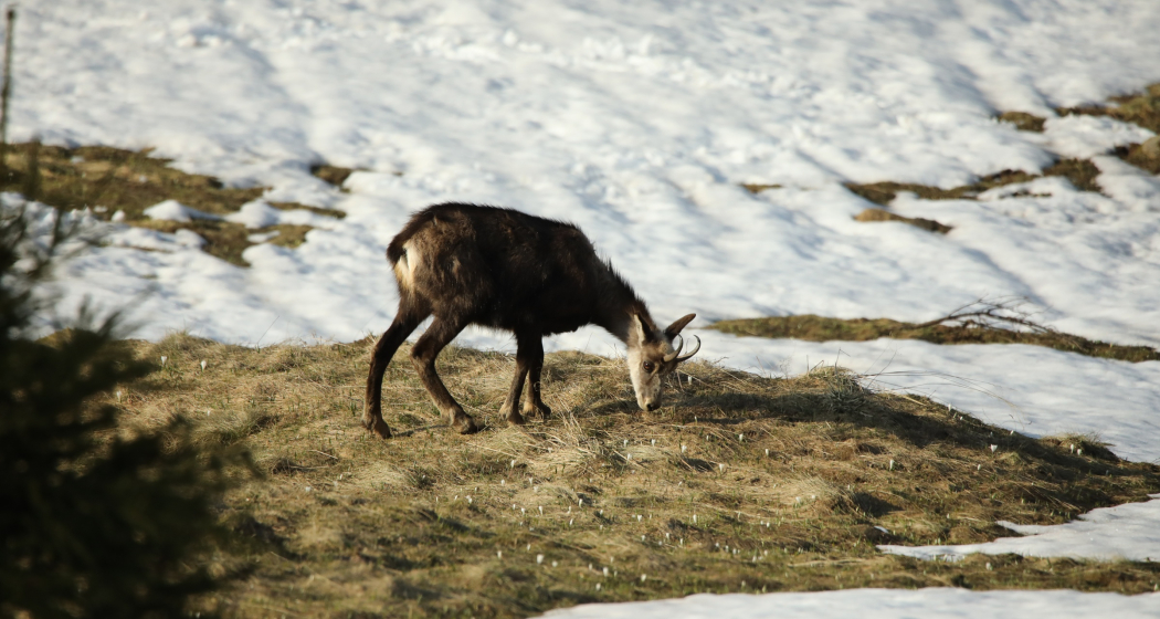 Wildtier-Erlebnis auf Schneeschuhen am Flumserberg (gdl_897551013_image) Wildtier-Erlebnis auf Schneeschuhen am Flumserberg (gdl_897551013_image)