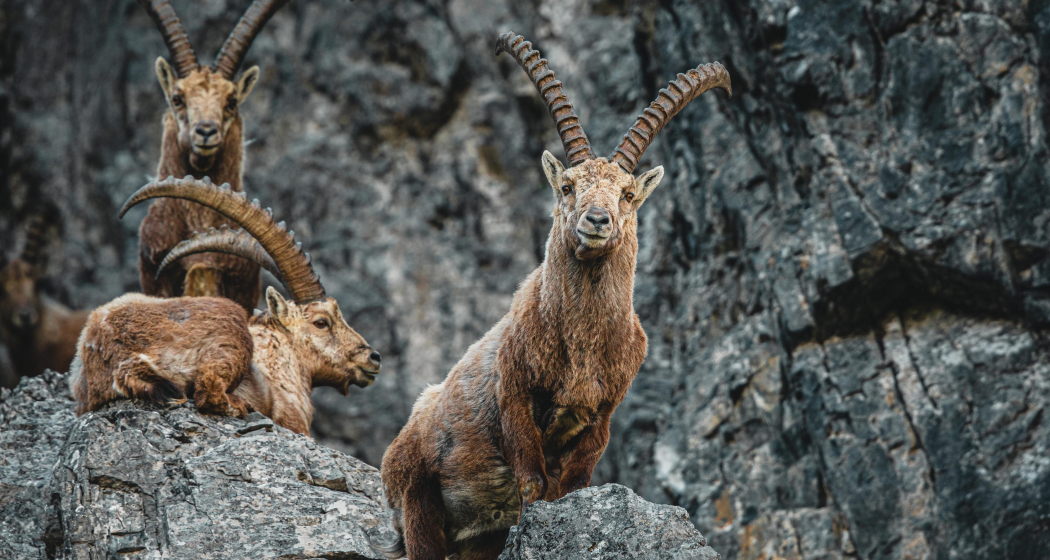 ArosaAkademie «König der Alpen» (gdl_900264718_image) ArosaAkademie «König der Alpen» (gdl_900264718_image)