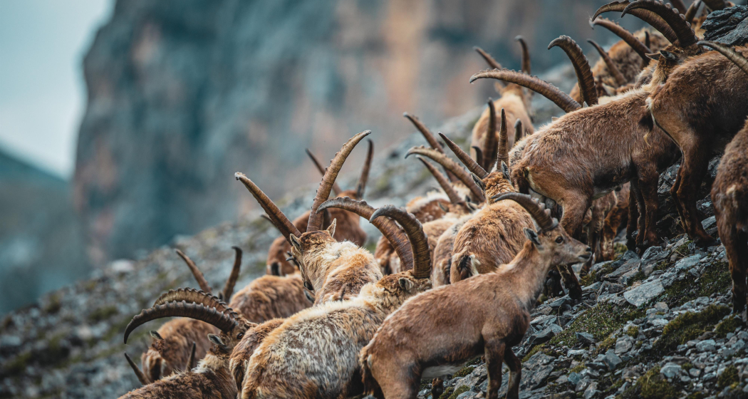 ArosaAkademie «König der Alpen» (gdl_900264724_image) ArosaAkademie «König der Alpen» (gdl_900264724_image)