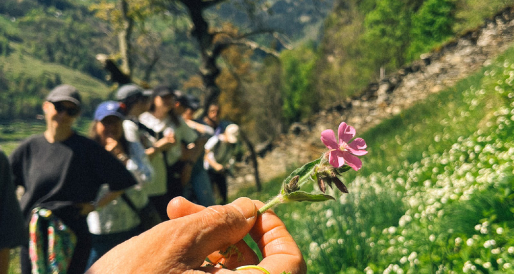 Yoga & Wildkräuter im Valposchiavo (gdl_900414981_image)