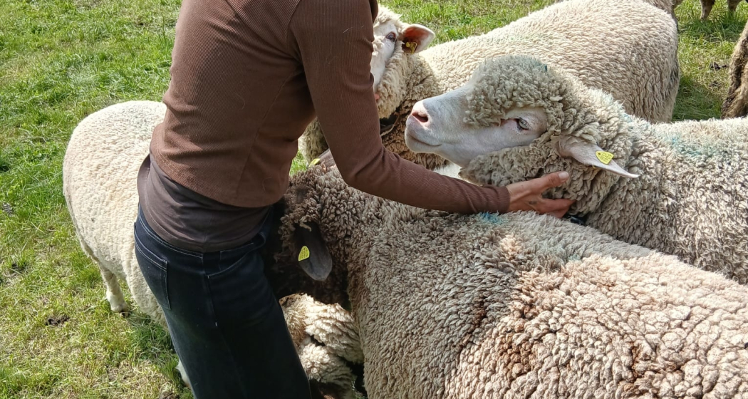 Besuch auf dem Bauernhof (gdl_901207434_image)