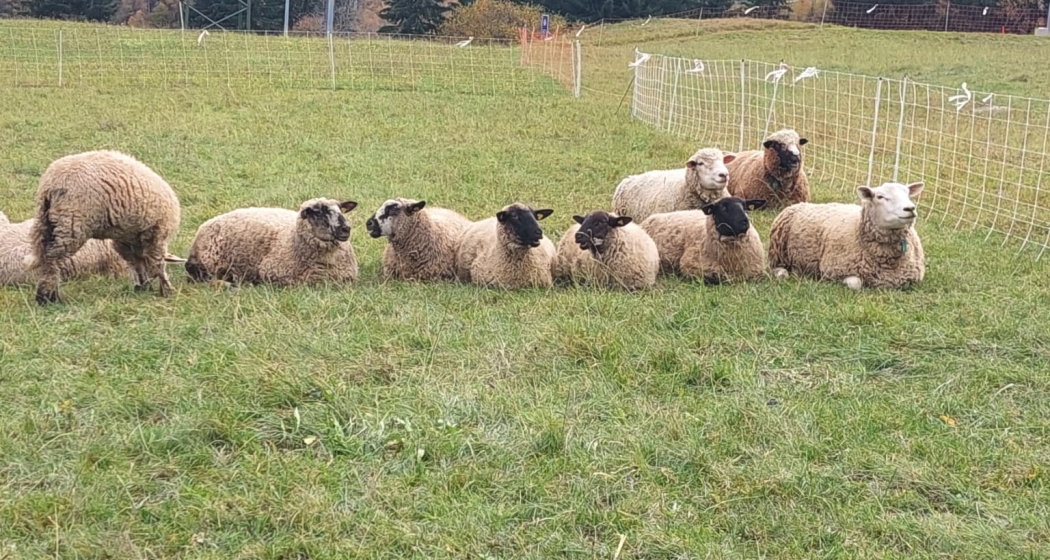 Besuch auf dem Bauernhof (gdl_901207435_image)