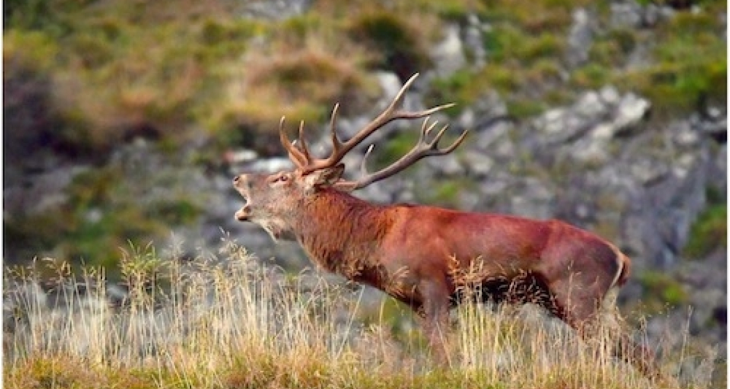 Seniorentreff Maienfeld im Senesca: Jägerlatein und Herbstliches (gdl_901861482_image)