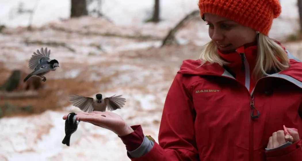 Vogelkunde in Pontresina: Wer frisst aus meiner Hand? (gdl_902409940_image)