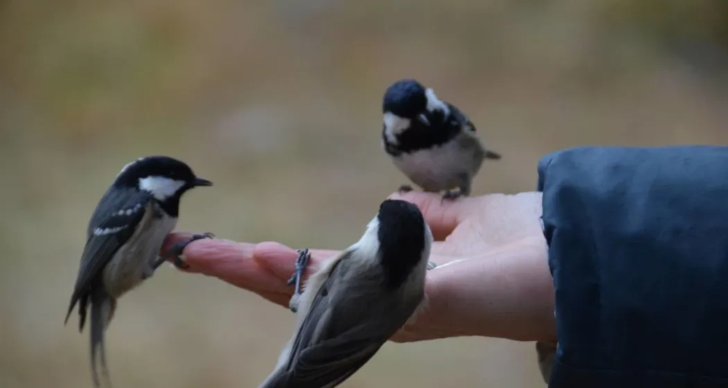 Vogelkunde in Pontresina: Wer frisst aus meiner Hand? (gdl_902409945_image)