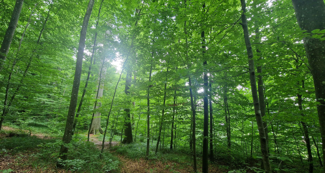 Achtsamkeit Retreat: Digital Detox in der Natur (gdl_902672915_image)