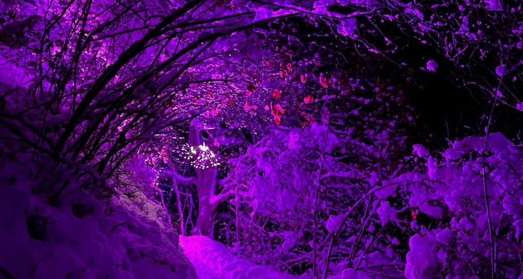 Lichterwald (gdl_902996897_image)