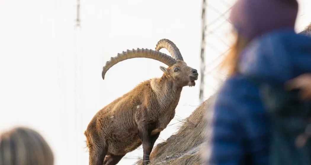 Steinbock-Führung Frühling Pontresina (gdl_903058172_image)