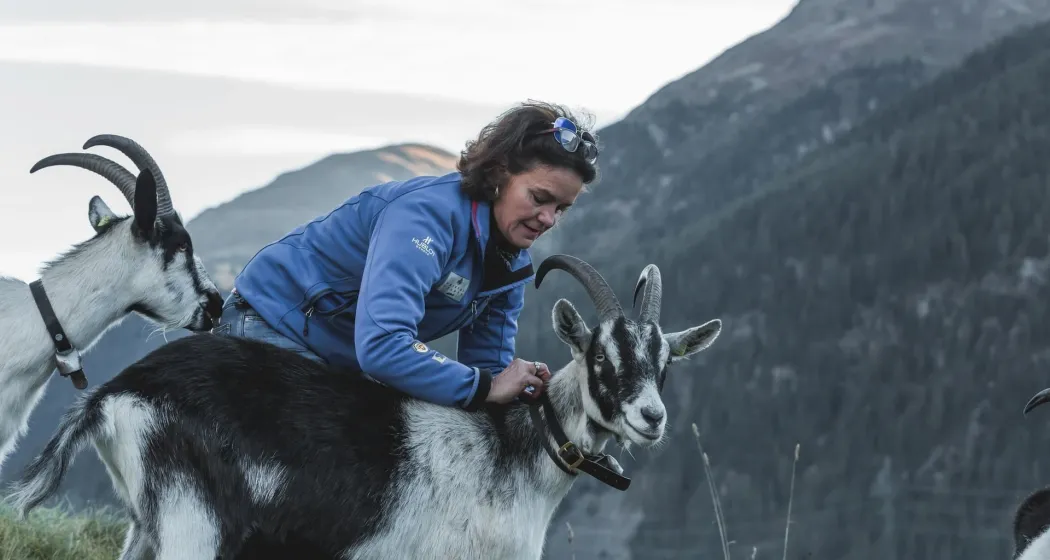 Geissenerlebnis: Trekking mit Pick Nick oder Outdoor-Gletscherfondue (gdl_903397388_image)