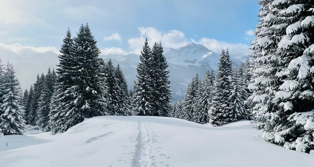 ArosaAkademie «Dienstag-Schneeschuh-Tour» (gdl_904856706_image)