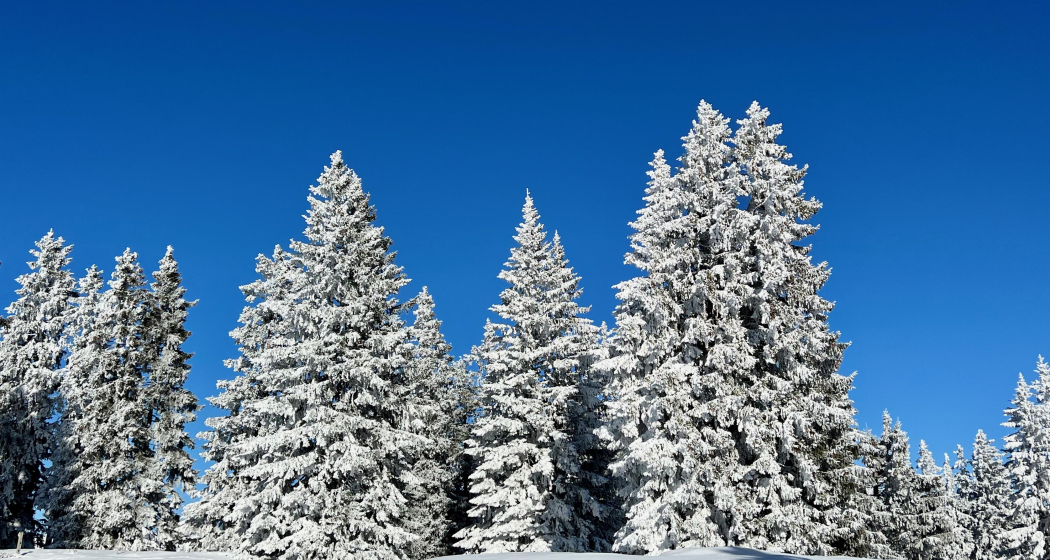 ArosaAkademie «Samiklaus Schneeschuhwanderung» (gdl_904856757_image)