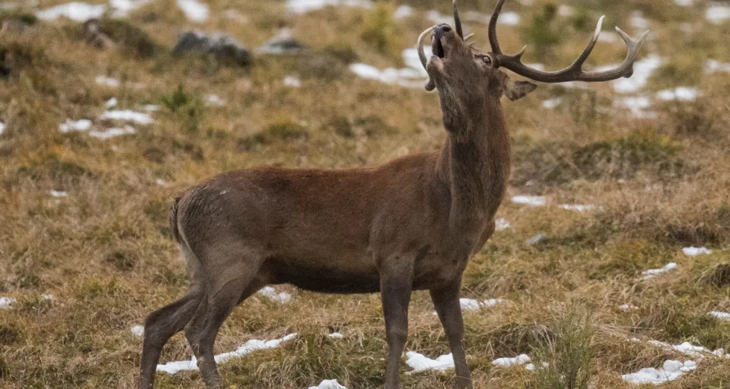 Wildtierbeobachtungen (gdl_905363318_image)