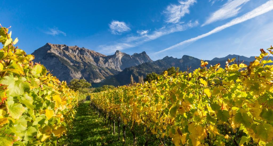 Weinreben in der Bündner Herrschaft