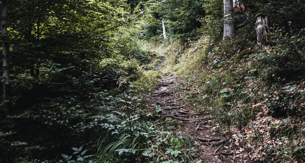 Kaltbrunntobel-Trail Kaltbrunntobel-Trail