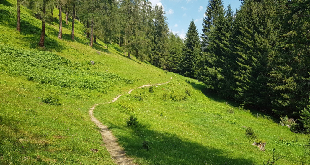 Wiesen-Trail unterhalb von Brambrüesch