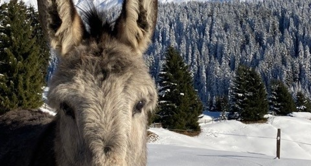 Hof Lajet5 Hof Lajet5