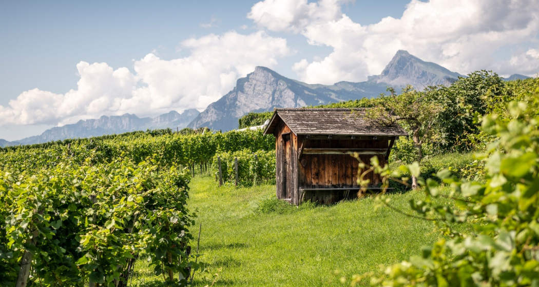 Weinberg Bündner Herrschaft