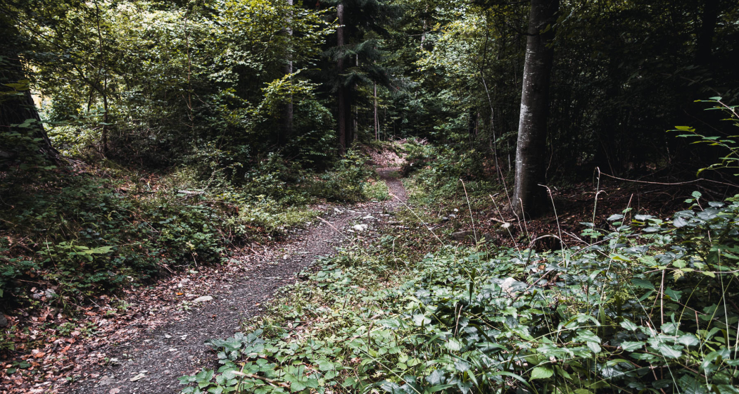 Bärenhütten-Flowtrail Bärenhütten-Flowtrail
