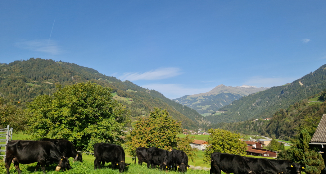 Hof Chüehgass Hof Chüehgass