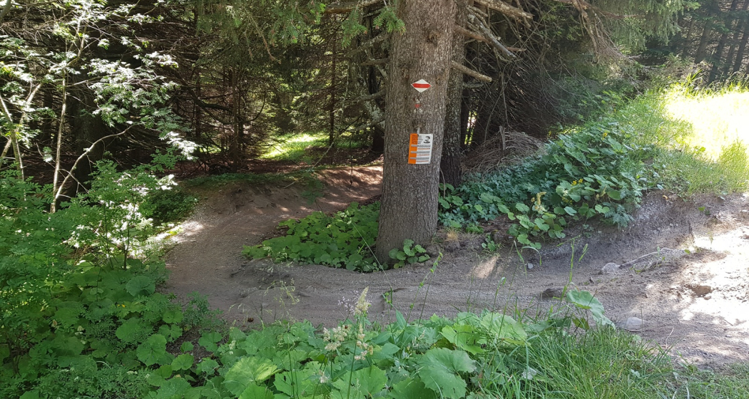 Einstieg in den Trail auf Brambrüesch