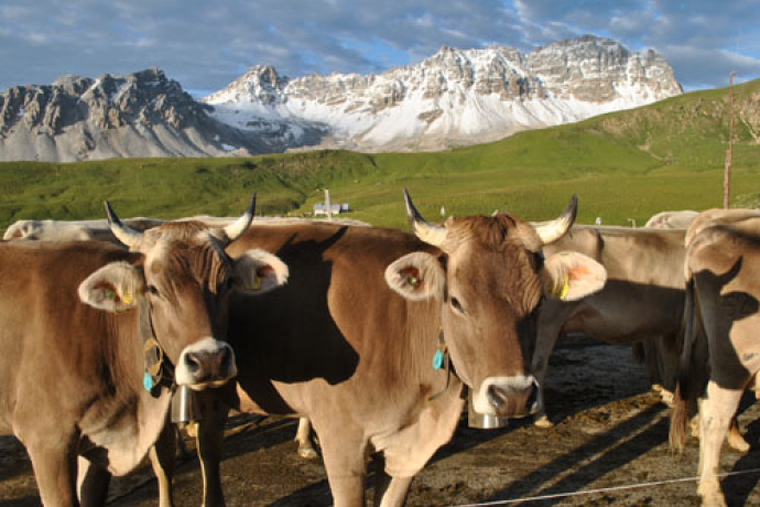 FORMAGGIO DELL'ALPE ANNA&ROSA; (nsp_img_1f686b5)
