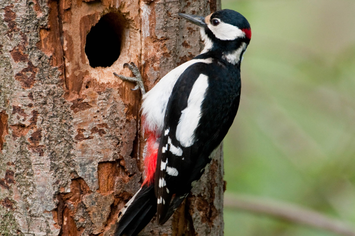 Vogelexkursion und Bauernfrühstück (nsp_img_80f048a)