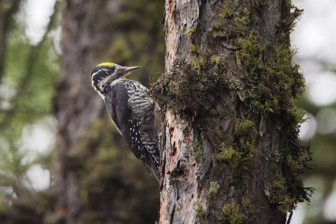 Vogelexkursion und Bauernfrühstück (nsp_img_9f0a6fd)