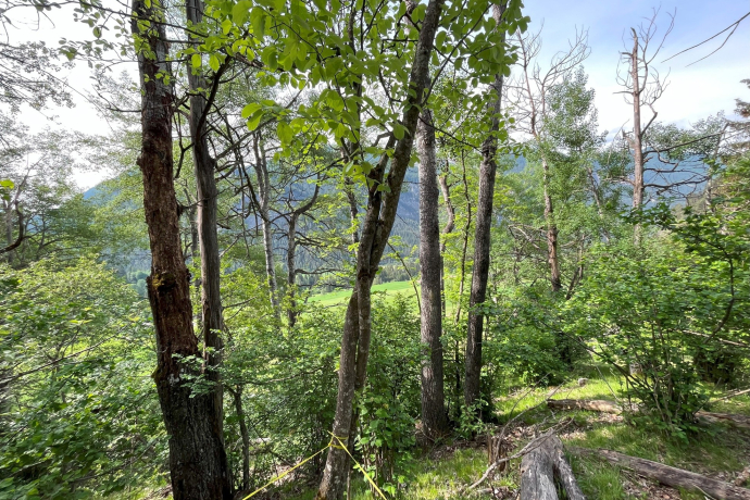 Vortragsreihe: Die Holzkäfervielfalt im Parc Ela (nsp_img_a2e1ff9)