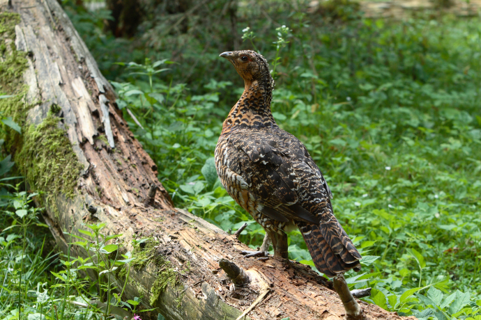 Das Auerhuhn, König des Bergwaldes (nsp_img_e57555b)