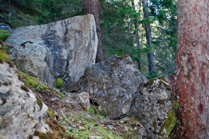 Tree Stops Boulder Tree Stops Boulder