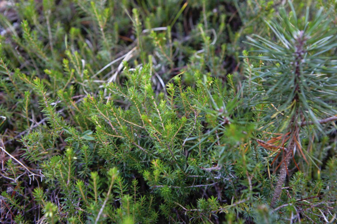 Jeunes épicéas Jeunes épicéas