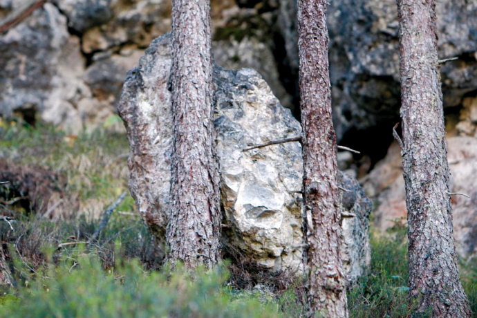 La forêt comme protection La forêt comme protection