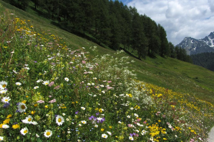 Pflanzenpfad (oua_10806295_image)